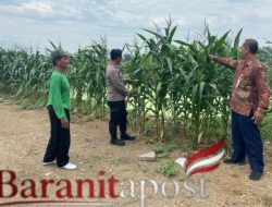Polresta Sidoarjo Dampingi Petani Jagung, Dorong Swasembada Pangan