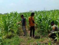 Polresta Sidoarjo Dampingi