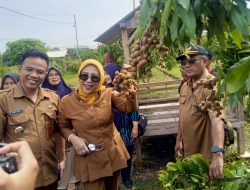 Panen Kelengkeng Tulangan