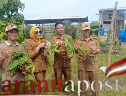 Panen Kelengkeng Tulangan Meledak Wabup Sorot Potensi Besar