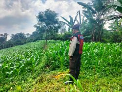 Petani jagung Pasuruan