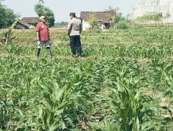 Bhabinkamtibmas Sukorejo Kawal Petani, Jagung Pasuruan Tumbuh Subur