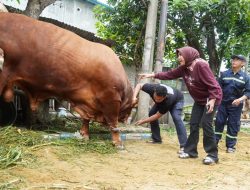 Sapi kurban sehat Sidoarjo