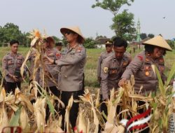 Kapolres Pasuruan Kota Panen Jagung Dukung Ketahanan Pangan