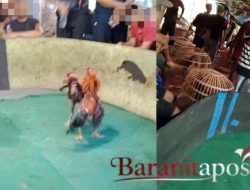 Judi Sabung Ayam Joho Seruni Gedangan, Marak & Dikeluhkan Warga