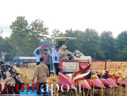 Panen Raya Jagung Tuban, Polri Perkuat Ketahanan Pangan