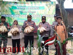 Panen Jagung Puspo, Polri Perkuat Ketahanan Pangan