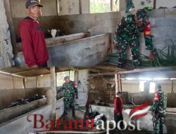 Babinsa Dampingi Peternak Optimalkan Pakan Demi Hasil Susu