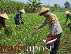 Bhabinkamtibmas Ketahanan Pangan, Petani Jagung Semangat