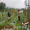 Polisi Pantau Kubis Desa Gendro, Ketahanan Pangan Menguat