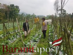 Polisi Pantau Kubis Desa Gendro, Ketahanan Pangan Menguat