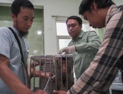 Vaksinasi Rabies Gratis