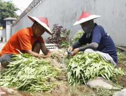 Lapas Sidoarjo Panen