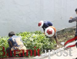 Lapas Sidoarjo Panen Kangkung, Bekali Warga Binaan Keterampilan Pertanian